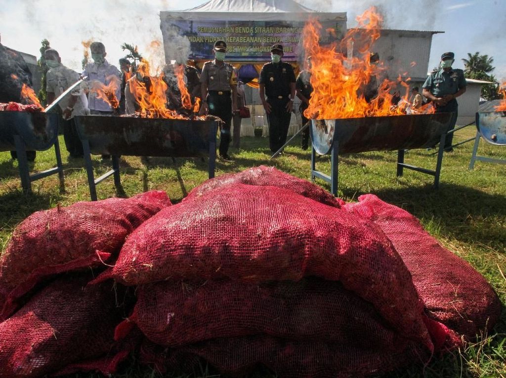 Video 70 Ton Bawang Ilegal Asal Thailand Dimusnahkan di Lhokseumawe Video 70 Ton Bawang Ilegal Asal Thailand Dimusnahkan di Lhokseumawe