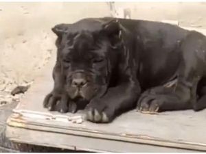 Gara-gara Nama 2 Anjingnya, Seorang Pria Ditahan di China