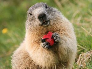 Makan Daging Marmot Mentah Demi Kesehatan, Pasangan Ini Malah Kehilangan Nyawa