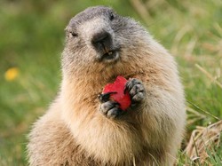 Makan Daging Marmot Mentah Demi Kesehatan, Pasangan Ini Malah Kehilangan Nyawa
