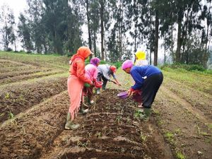 Ada Potensi Lahan 600.000 Ha, Mentan Yakin Bawang Putih Bisa Swasembada