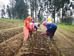 Ada Potensi Lahan 600.000 Ha, Mentan Yakin Bawang Putih Bisa Swasembada