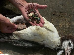Viral! Burung Ini Mati Karena Makan Sampah Viral! Burung Ini Mati Karena Makan Sampah