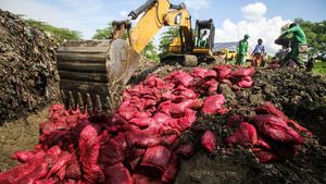 70 Ton Bawang Merah Ilegal Dimusnahkan di Aceh