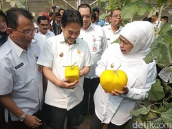 Gubernur Khofifah Panen Melon Kotak dan Berbentuk Hati di Sidoarjo