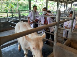 Agar Peternak Bisa Buat Pakan Sendiri, Kementan Siapkan Pendampingan