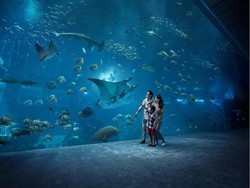 Ocean Fest, Serunya Jelajahi Dunia Bawah Laut Lewat Suara