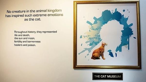 Foto: Museum Kucing Ala Singapura