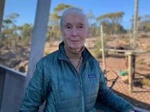 Ahli Primata Dunia Desak Australia Lebih Serius Atasi Perubahan Iklim