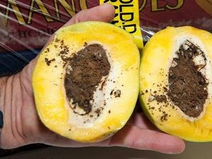 Inilah Alasan Pengunjung ke Australia Harus Taati Aturan Soal Barang Bawaan Inilah Alasan Pengunjung ke Australia Harus Taati Aturan Soal Barang Bawaan