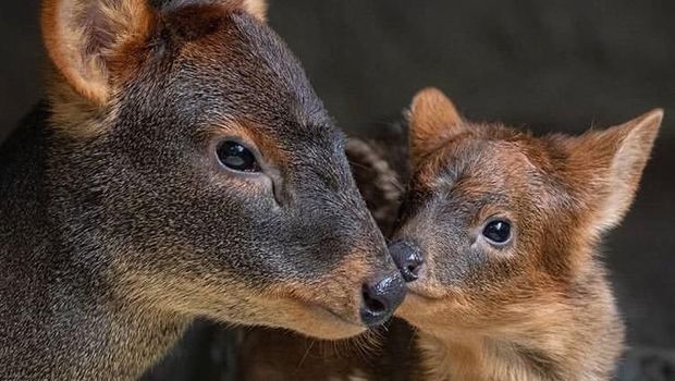 Haechan the Pudu 