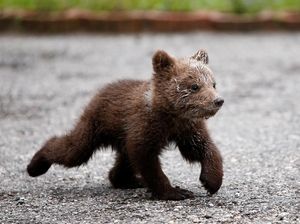 Beruang Liar Masuk Permukiman Warga di Dumai