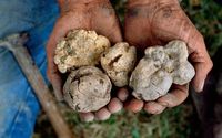 Pemanasan Global Sebabkan Jamur Truffle Putih Layu dan Kering