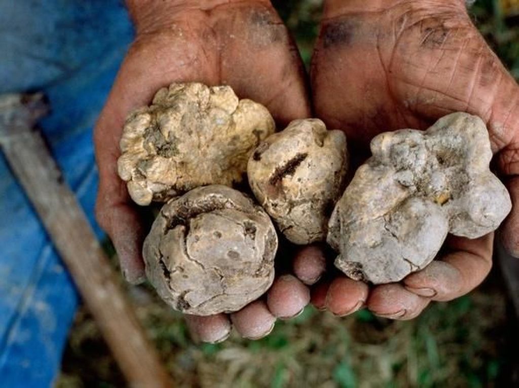 Terfas, Jamur Truffle Putih yang Tumbuh di Gurun Libya Terfas, Jamur Truffle Putih yang Tumbuh di Gurun Libya