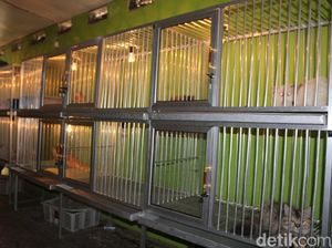 Bingung Mikir Nasib si  Kucing Saat Mudik, Titipin Saja ke Cat House