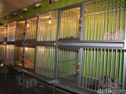 Bingung Mikir Nasib si  Kucing Saat Mudik, Titipin Saja ke Cat House