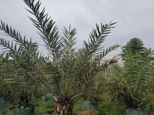 Menanam untuk Pahala: Thailand Kalahkan Indonesia sebagai Penghasil Kurma