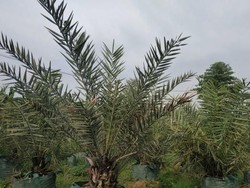 Menanam untuk Pahala: Thailand Kalahkan Indonesia sebagai Penghasil Kurma