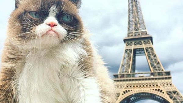 Mengenang Grumpy Cat, Si Pemurung yang Berlimpah Harta
