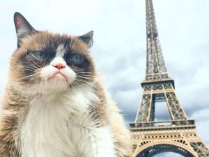Mengenang Grumpy Cat, Si Pemurung yang Berlimpah Harta