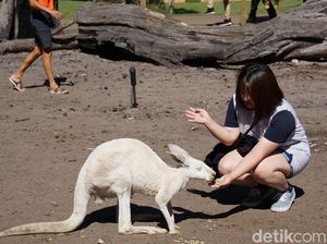 Turis Asal Indonesia Jajan Rp 9 Triliun per Tahun di Australia Turis Asal Indonesia Jajan Rp 9 Triliun per Tahun di Australia