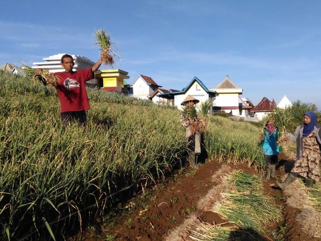 Kementan Targetkan 110 Kabupaten Tanam Bawang Putih Kementan Targetkan 110 Kabupaten Tanam Bawang Putih