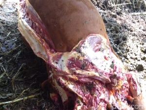 Aksi Maling Mutilasi 2 Ekor Sapi Warga di Pangandaran