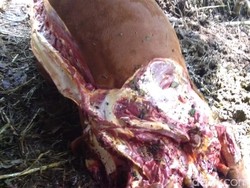 Aksi Maling Mutilasi 2 Ekor Sapi Warga di Pangandaran