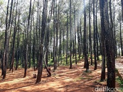Minggu Kedua Ramadhan, Pengunjung Kawasan Wisata Dlingo Menurun