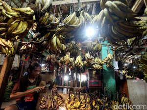 Permintaan Pisang Meningkat Selama Ramadhan