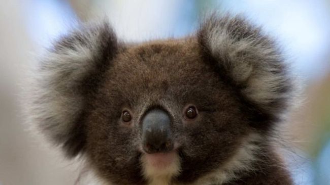 Berita Koala di Australia Selatan Dipasangi KB Implan Jumat 19 April 2024