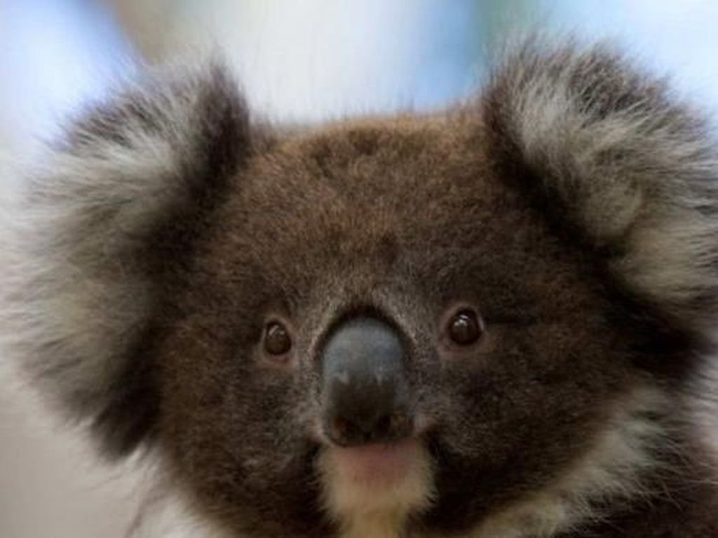 Haru! Video Petugas Pemadam Beri Minum Koala yang Kehausan