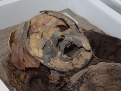 Fakta Terbaru: Mumi Tertua di Dunia Bukan dari Mesir