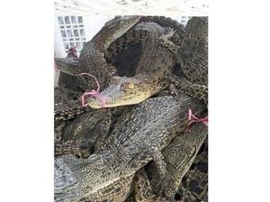Malaysia Sita 220 Ekor Buaya yang Diselundupkan, 2 WNI Ditangkap