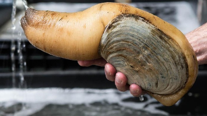 Cara Memasak Kerang Ala Chinese Youtube