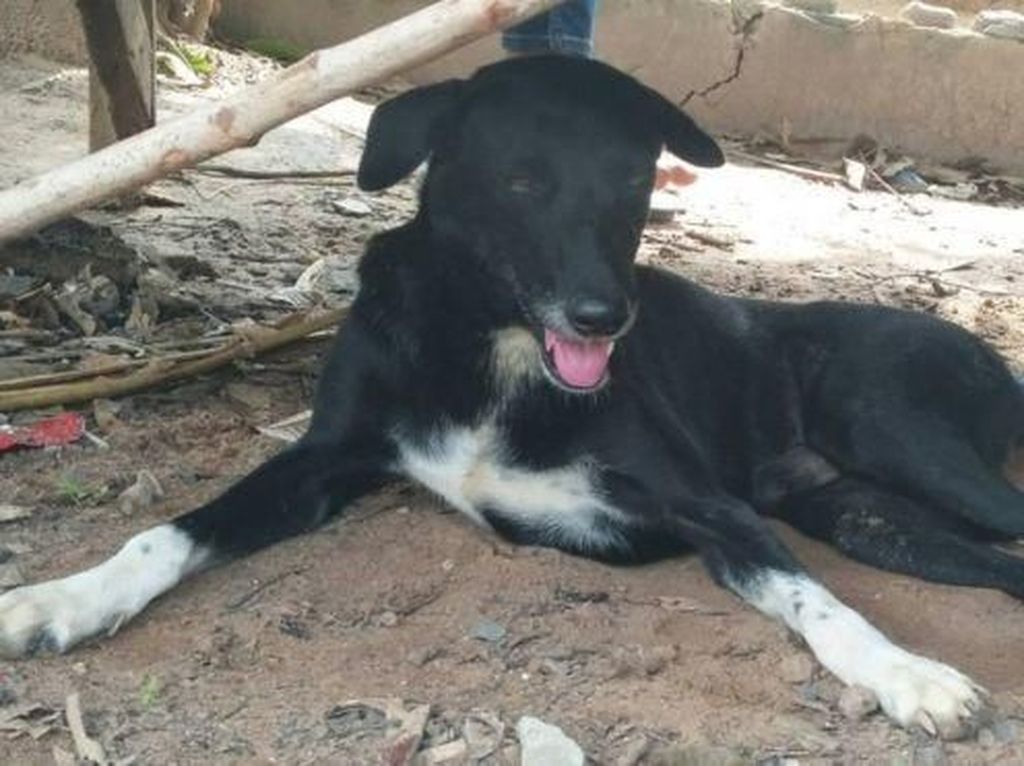 Viral Kisah Anjing Cacat Selamatkan Nyawa Bayi yang Dikubur Hidup-hidup Viral Kisah Anjing Cacat Selamatkan Nyawa Bayi yang Dikubur Hidup-hidup