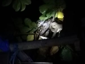 Ular Piton di Atas Pohon Gegerkan Warga Mannuruki Makassar