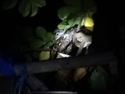 Ular Piton di Atas Pohon Gegerkan Warga Mannuruki Makassar