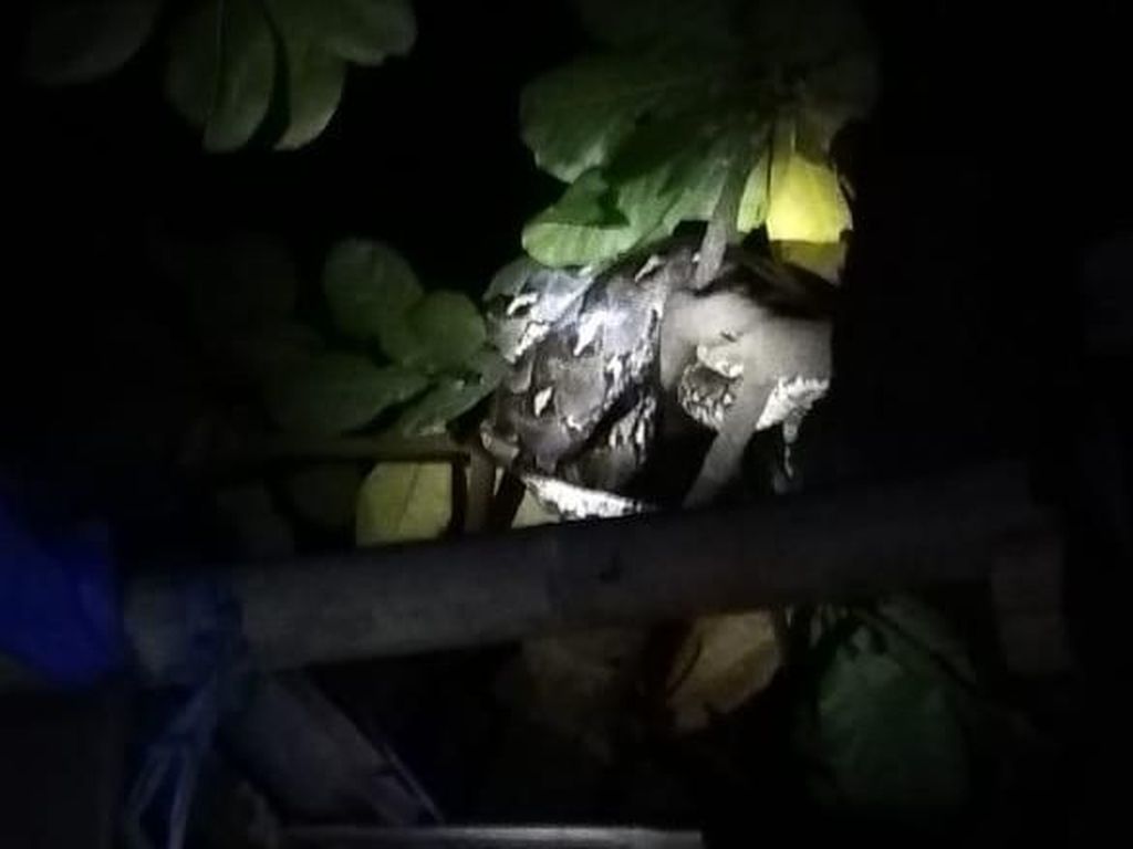 Ular Piton di Atas Pohon Gegerkan Warga Mannuruki Makassar Ular Piton di Atas Pohon Gegerkan Warga Mannuruki Makassar