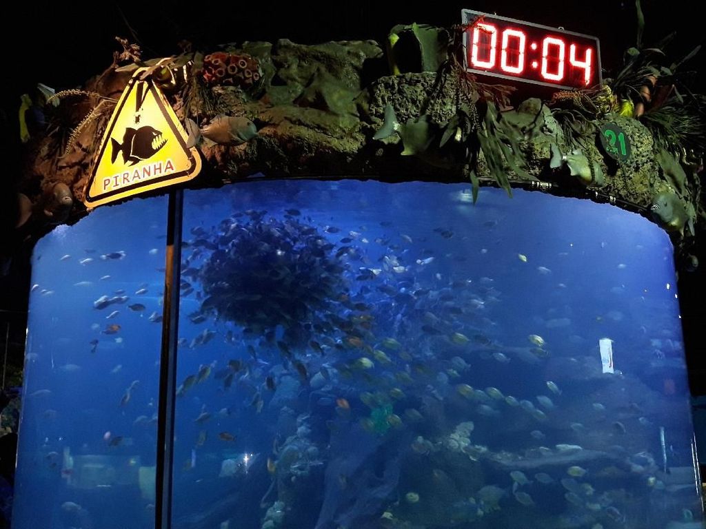 Lihat Feeding Show Ribuan Ekor Piranha di Sea World Ancol, Berani?