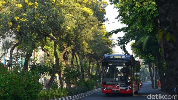 Bunga Tabebuya Bikin Kota Surabaya Lebih Berwarna