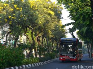 Bunga Tabebuya Bikin Kota Surabaya Lebih Berwarna