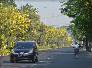 Cantik! Bunga Tabebuya Kuning Mulai Hiasi Jalanan Surabaya