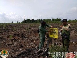 BBKSDA Riau Musnahkan Kebun Sawit di Taman Nasional Zamrud