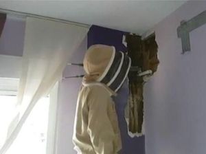 Bikin Susah Tidur, Suara Misterius di Rumah Ini Ternyata Sarang Lebah Bikin Susah Tidur, Suara Misterius di Rumah Ini Ternyata Sarang Lebah