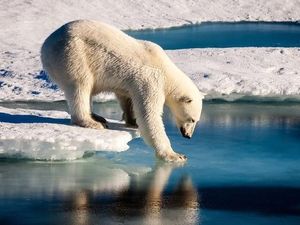 Lakukan 5 Hal Ini Untuk Membantu Mengurangi Pemanasan Global