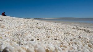 Potret Pantai Australia yang Pasirnya Dipenuhi Kerang