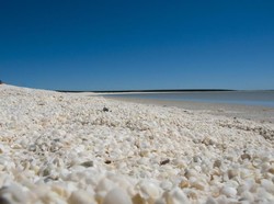 Bukan Pasir Putih, Pantai Ini Ditutupi Cangkang Kerang!