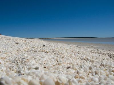 Potret Pantai Australia yang Pasirnya Dipenuhi Kerang