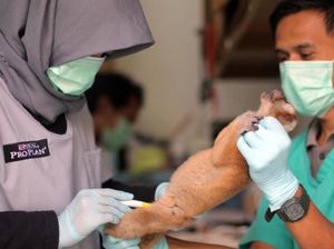 Kukang Jawa Mati Ditembak Pemburu, IAR : Setop Perburuan Liar Kukang Jawa Mati Ditembak Pemburu, IAR : Setop Perburuan Liar